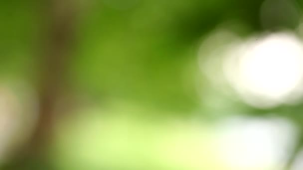 Όμορφο πράσινο φόντο θαμπάδα πάρκο δρομάκι — Αρχείο Βίντεο