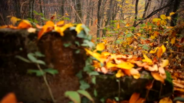 Folhas de outono na floresta — Vídeo de Stock