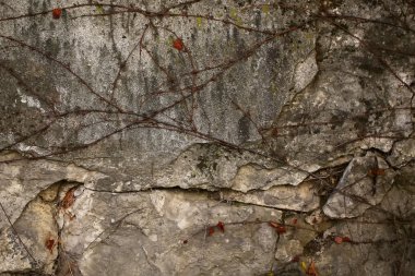 Taş duvar üzüm asma