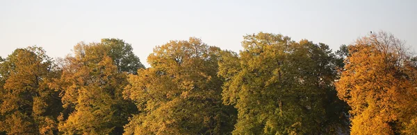 Panorama van de boomtoppen — Stockfoto