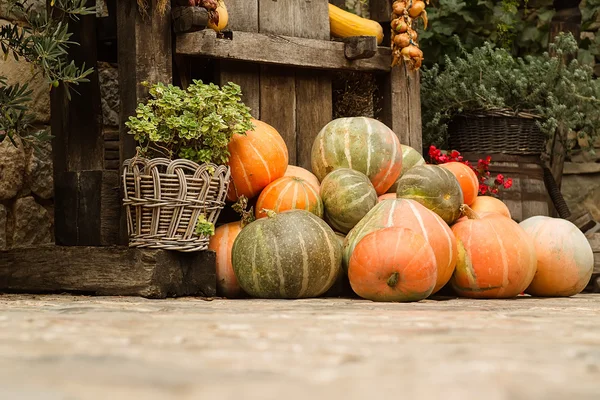 Ripe pumpkins stacked — Stock Photo, Image