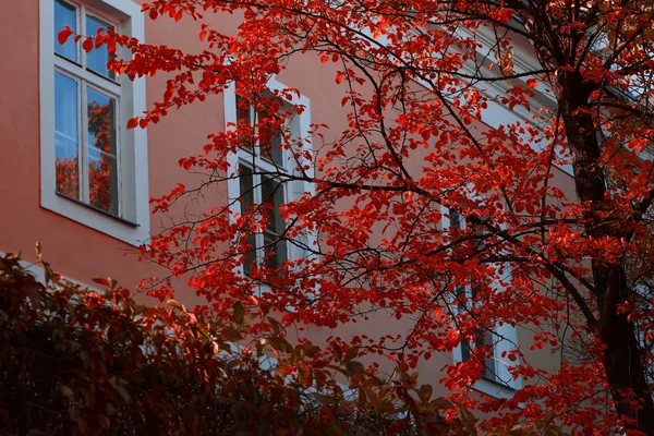 Осеннее дерево с красными листьями — стоковое фото