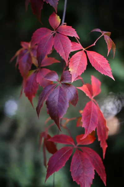 Rama de vid de color rojo — Foto de Stock