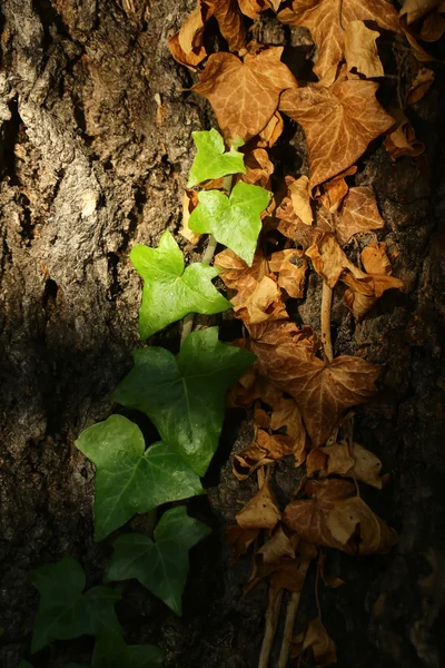 Lianas de hiedra sobre fondo de madera — Foto de Stock