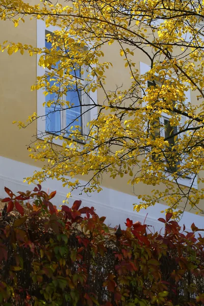 Žlutá podzimní strom — Stock fotografie