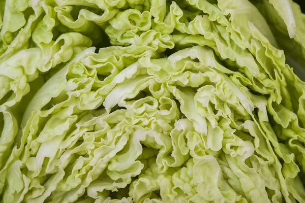 Detail of cut chinese cabbage — Zdjęcie stockowe