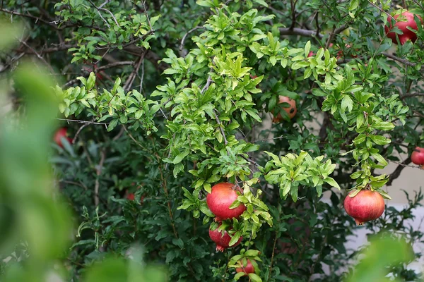 Beautiful pomegranate tree — Stock Photo, Image