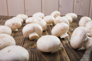 Many small agaricus 