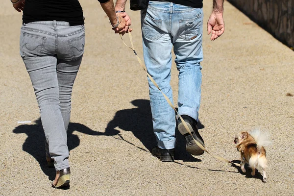 Pareja paseando perro con correa — Foto de Stock