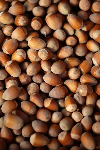 Pile of ripe hazelnuts — Stock Photo, Image