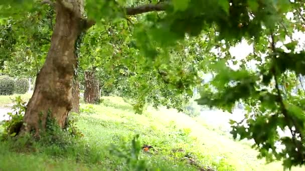 Mooie groene promenade lente, bomen op een lichte wind — Stockvideo