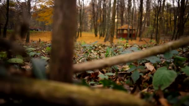 Hermoso jardín en el otoño, un mirador de madera en la distancia, hojas amarillas y verdes — Vídeo de stock