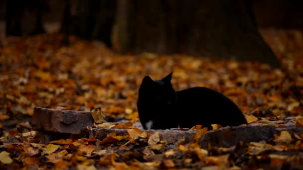 Schwarze Katze döst auf Herbstblättern