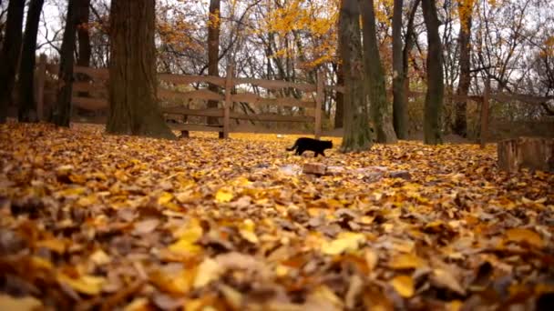 Zwarte kat lopen op de herfst bladeren in tuin — Stockvideo