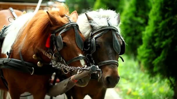 Couple, two horses together — Stock Video