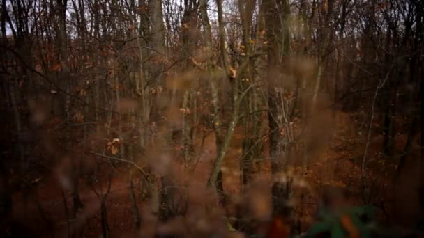 Märchenhafter Herbstwald wirft die Blätter von den Bäumen — Stockvideo