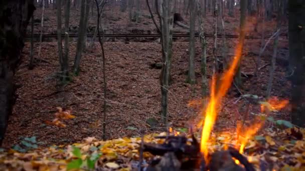 Fuego en el bosque de otoño — Vídeo de stock