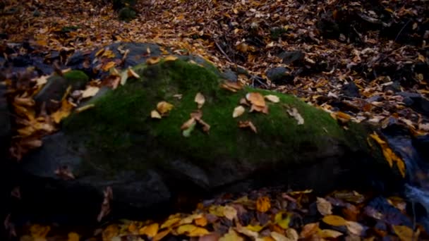 Arroyo de montaña en el bosque de otoño, naturaleza salvaje — Vídeos de Stock