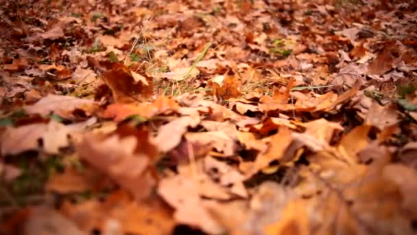 Hermosas hojas de otoño en el suelo — Vídeo de stock