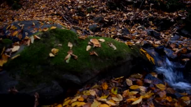 Arroyo de montaña en el bosque de otoño, naturaleza salvaje — Vídeos de Stock