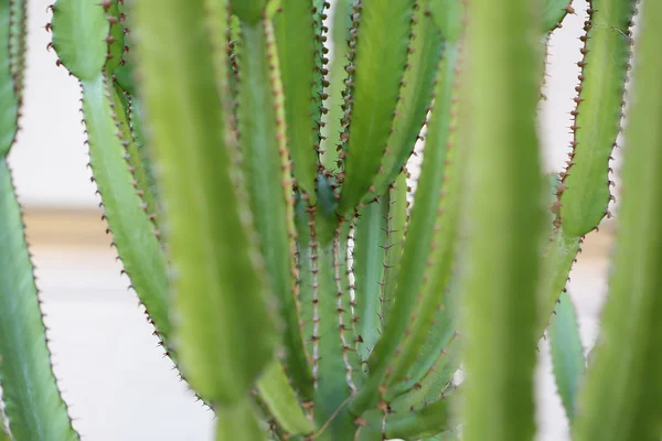 Höga köttiga stjälkarna av kaktus — Stockfoto
