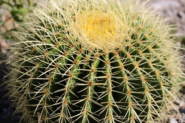 Golden barrel cactus — Stock Photo, Image