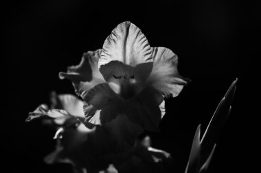 güzel Glayöl çiçek 