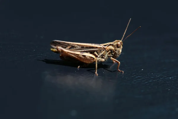 One beautiful grasshopper — Stock Photo, Image