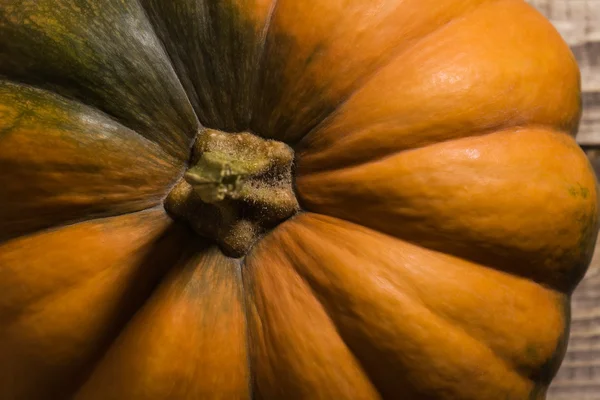 Stalk of pumpkin — Stock Photo, Image