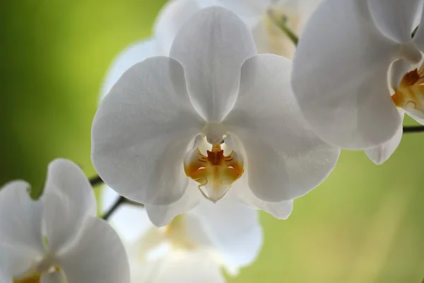 Orquídea branca bonita — Fotografia de Stock