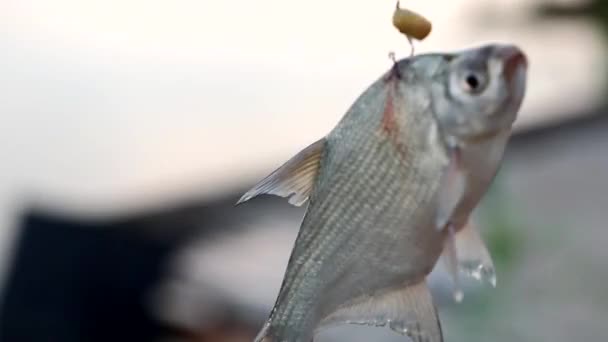 魚をフックに空気と十分な空気、窒息、釣竿、動物虐待で回す — ストック動画