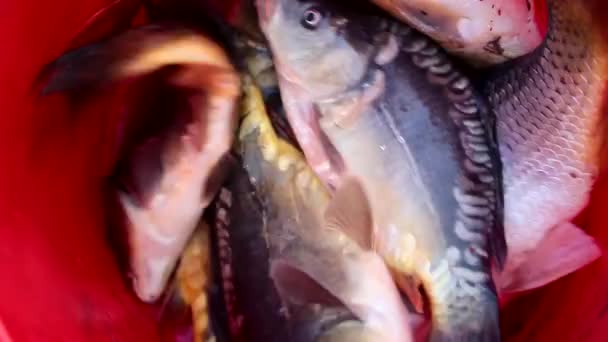 Peces respirando en el cubo después de la pesca — Vídeos de Stock