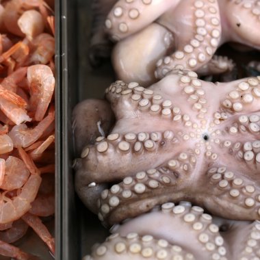 Çiğ karides ve cephalopods