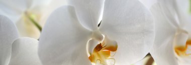 Panoramic image of splendid orchid clipart