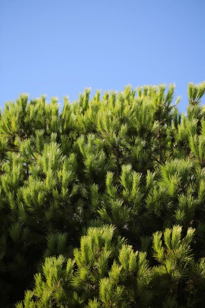 綿毛で覆われた常緑のモミの木 — ストック写真