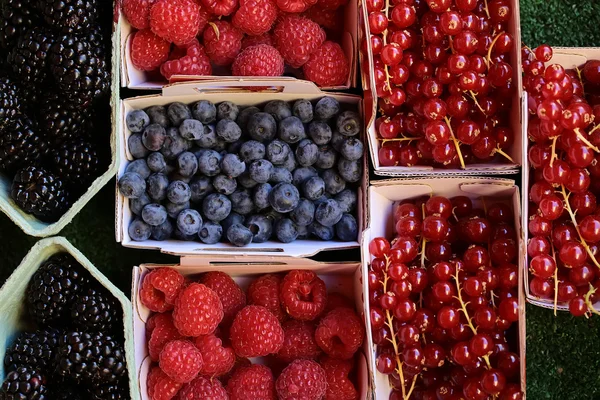 Arándanos moras frambuesas grosellas rojas — Foto de Stock