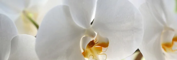 Panoramic image of splendid orchid — Stock Photo, Image