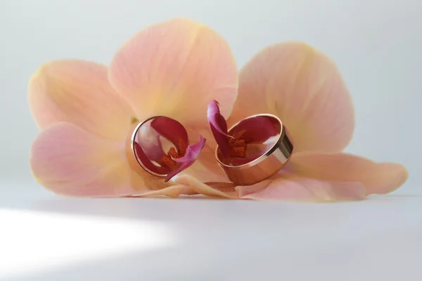 Dos bonitos anillos en flor — Foto de Stock