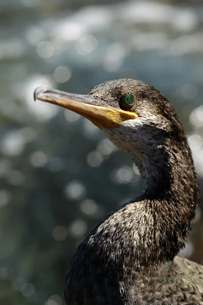 Retrato de pato selvagem — Fotografia de Stock