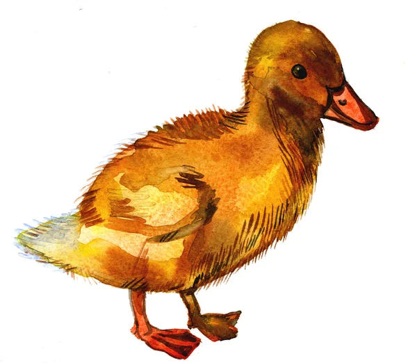 Little duck illustration — Stock Photo, Image