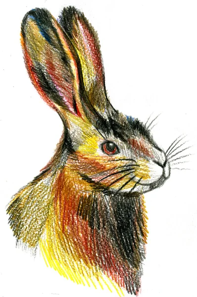 Tavşan gösteren resim — Stok fotoğraf