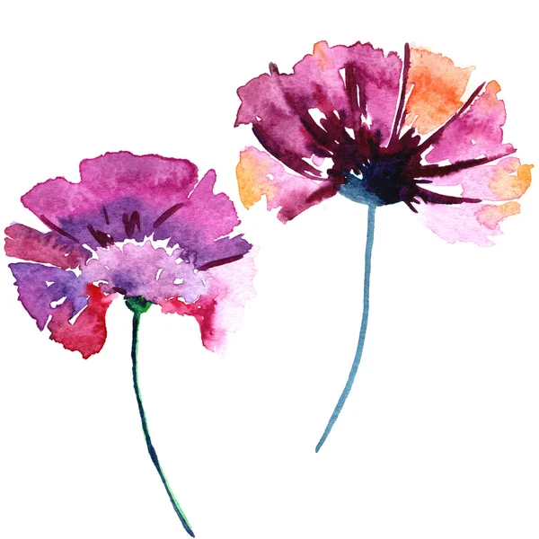 Aquarell Illustration der Nelke rosa — Stockfoto