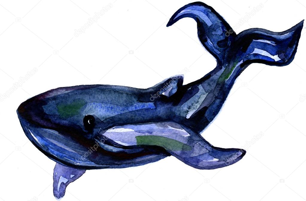 Hand drawn watercolor whale