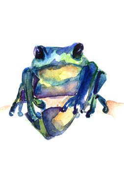 Kurbağa aquarelle beyaz