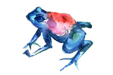 Frog side-on aquarelle 