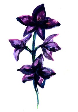 Spray of blossom aquarelle