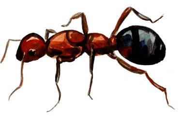 Pleasing ant wash drawing