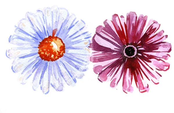 Blomma blommar vatten-färg — Stockfoto