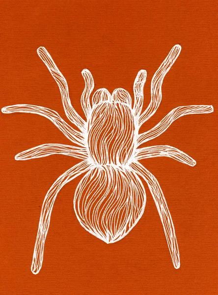 White spider against orange background — Zdjęcie stockowe