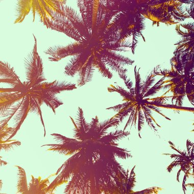Mavi gökyüzüne karşı palmiye ağaçları